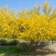 Palo Verde Tree in Spring Bloom
