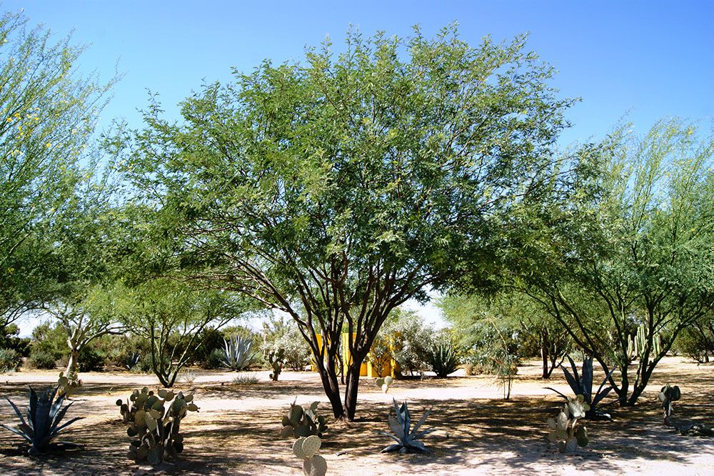 mesquite tree removal arizona
