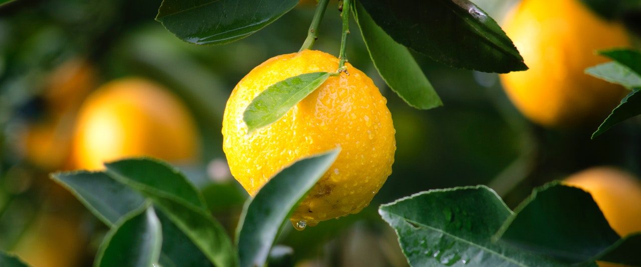 Close up of orange on citrus tree