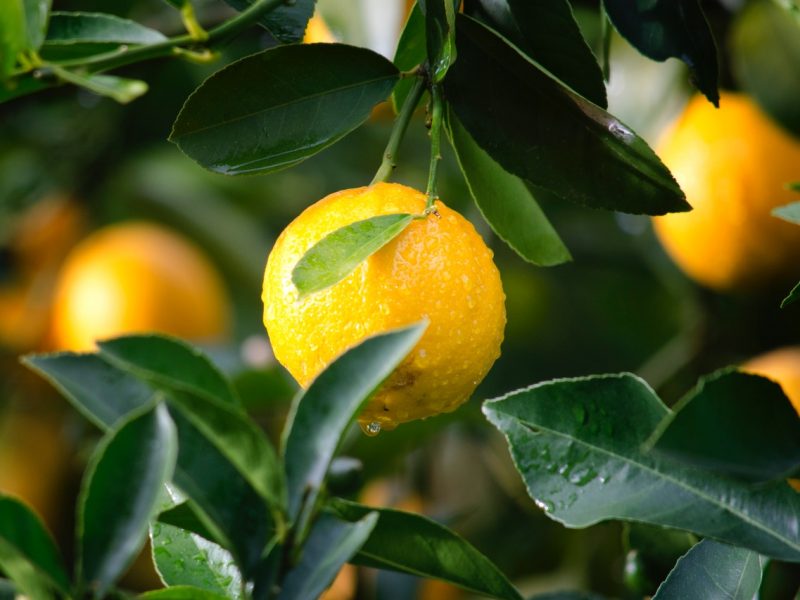 Close up of orange on citrus tree
