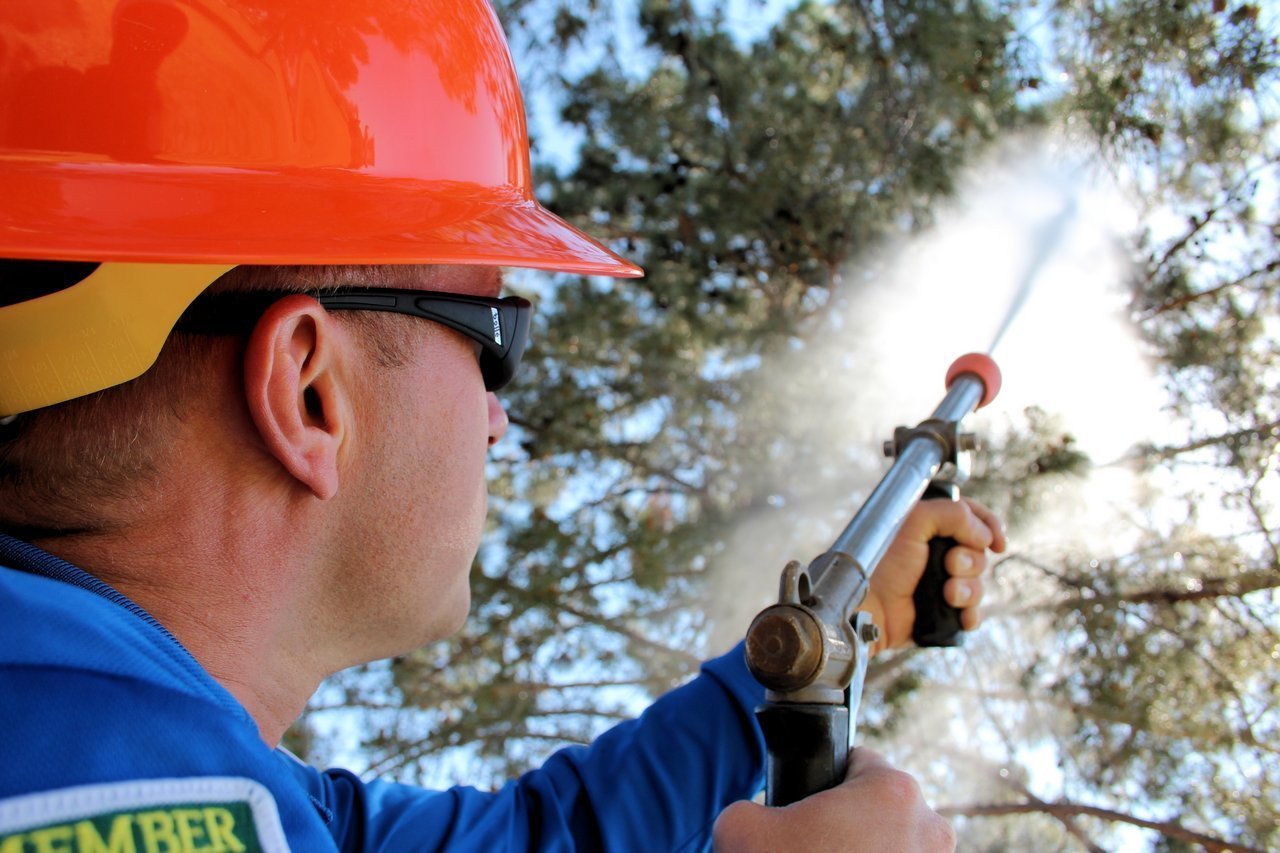 Arborist spraying tree treatment