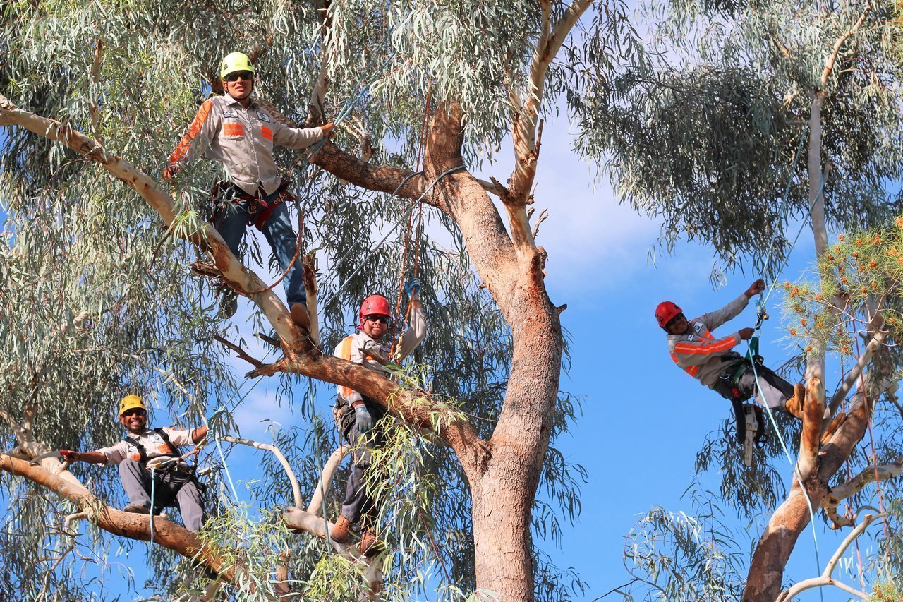 Tree Trimming Phoenix, AZ - High Climbers