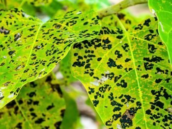 Leaf blight with grey centre and with brown border