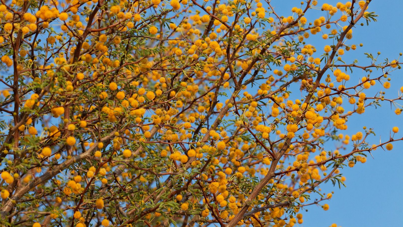 Acacia Farnesiana Sweet Acacia Tree