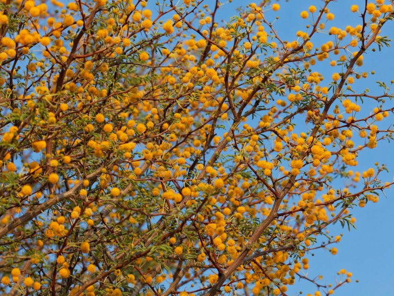 Acacia Farnesiana Sweet Acacia Tree