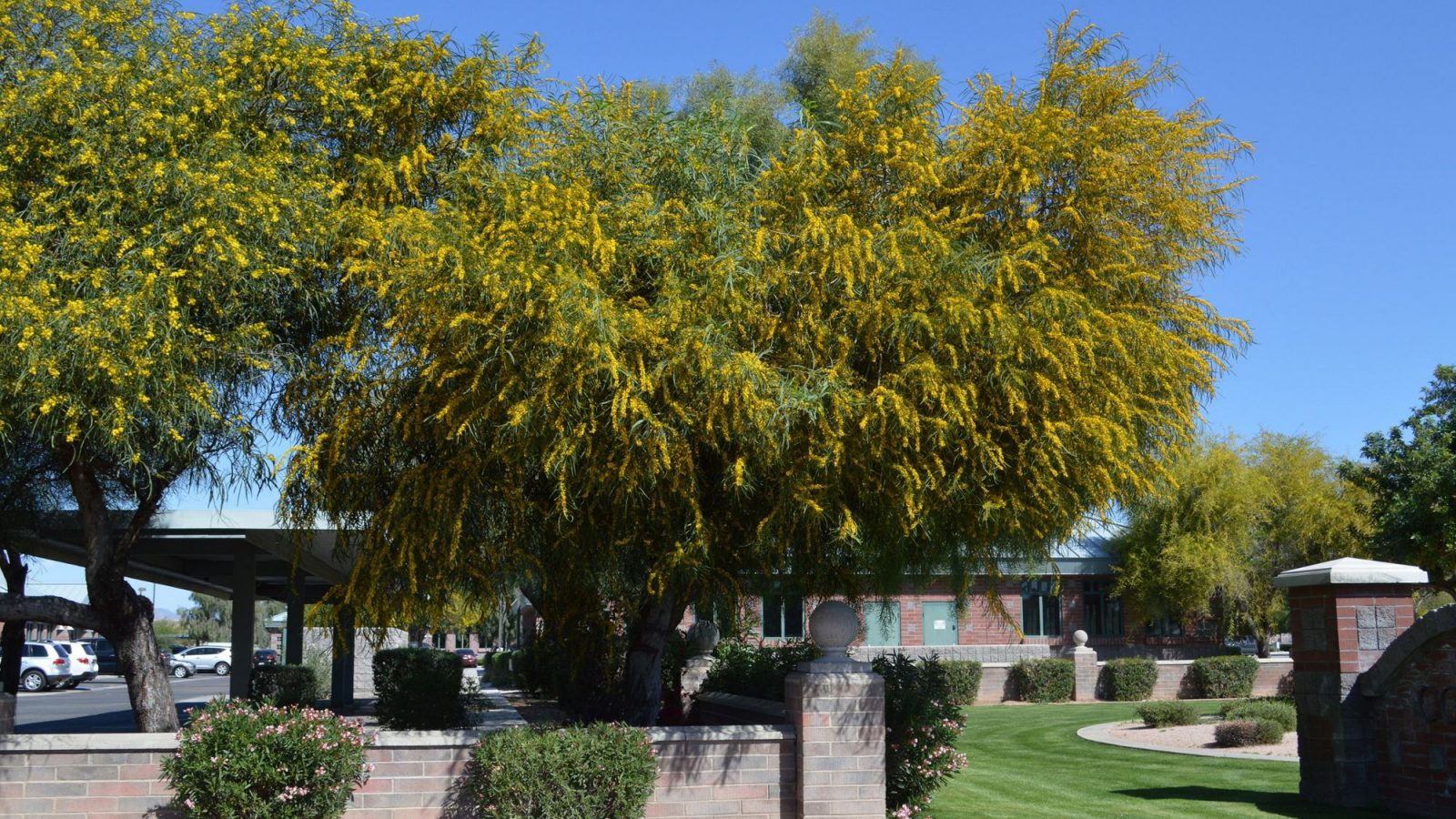 Acacia Saligna Tree