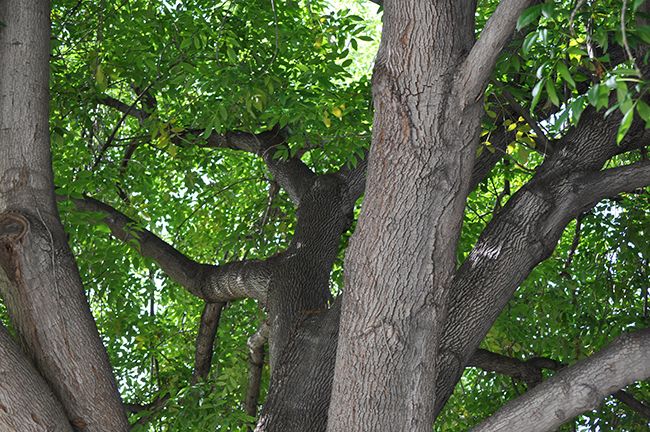 Fraxinus Uhdea Majestic Ash Tree