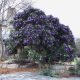 Sophora Secundiflora Texas Mountain Laurel Tree