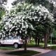 White Crape Myrtle Tree